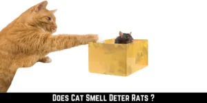 Does Cat Smell Deter Rats