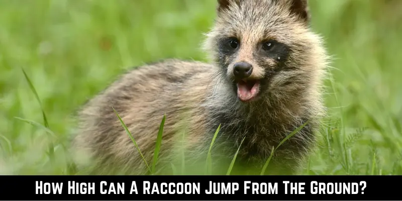 How High Can A Raccoon Jump From The Ground