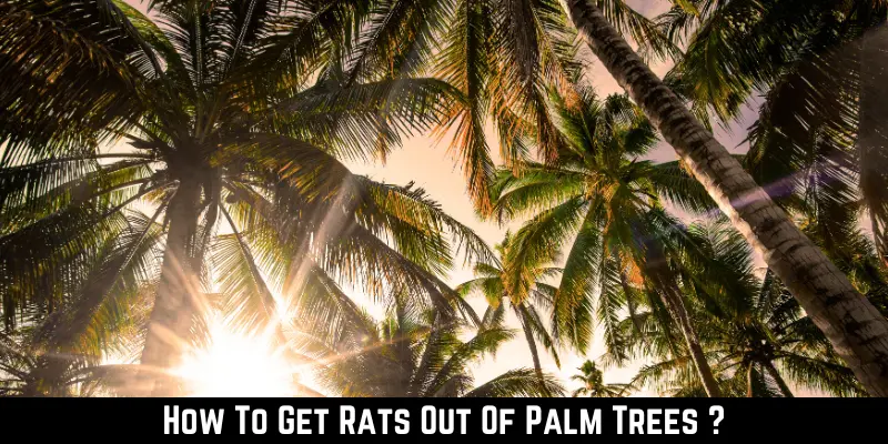 How To Get Rats Out Of Palm Trees