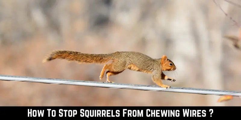 How To Stop Squirrels From Chewing Wires
