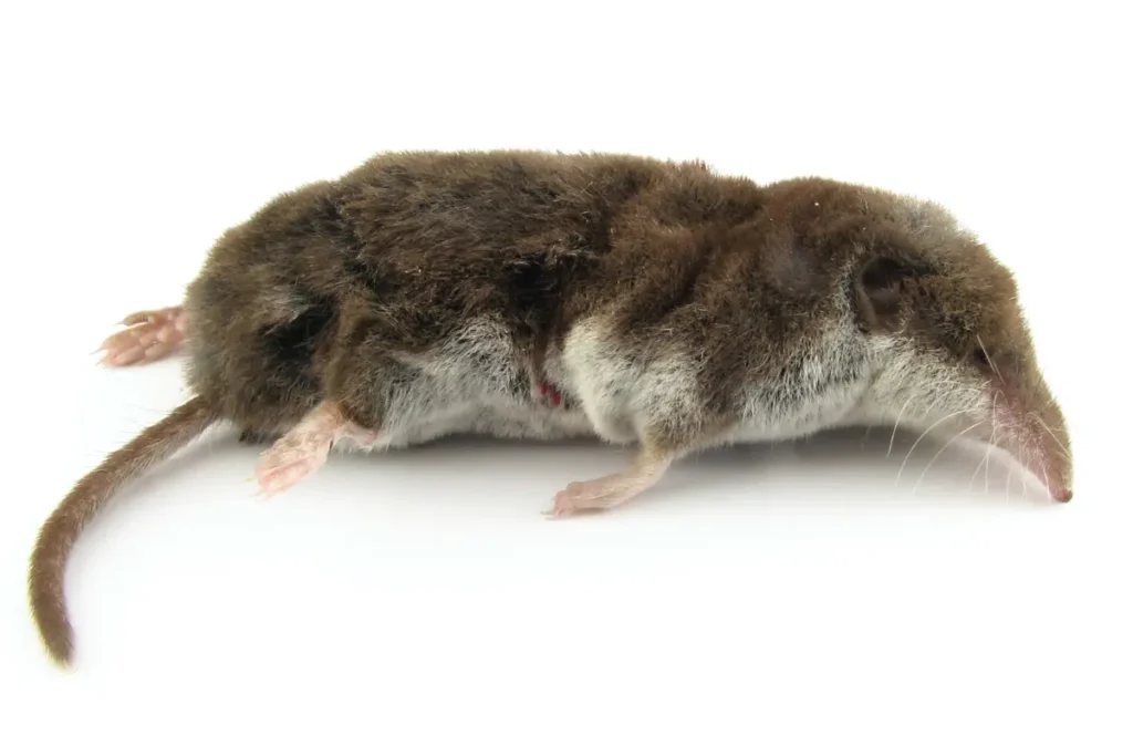 Mole Rats Play Dead