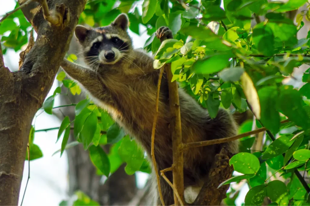 Raccoon Jump From One Tree To Another