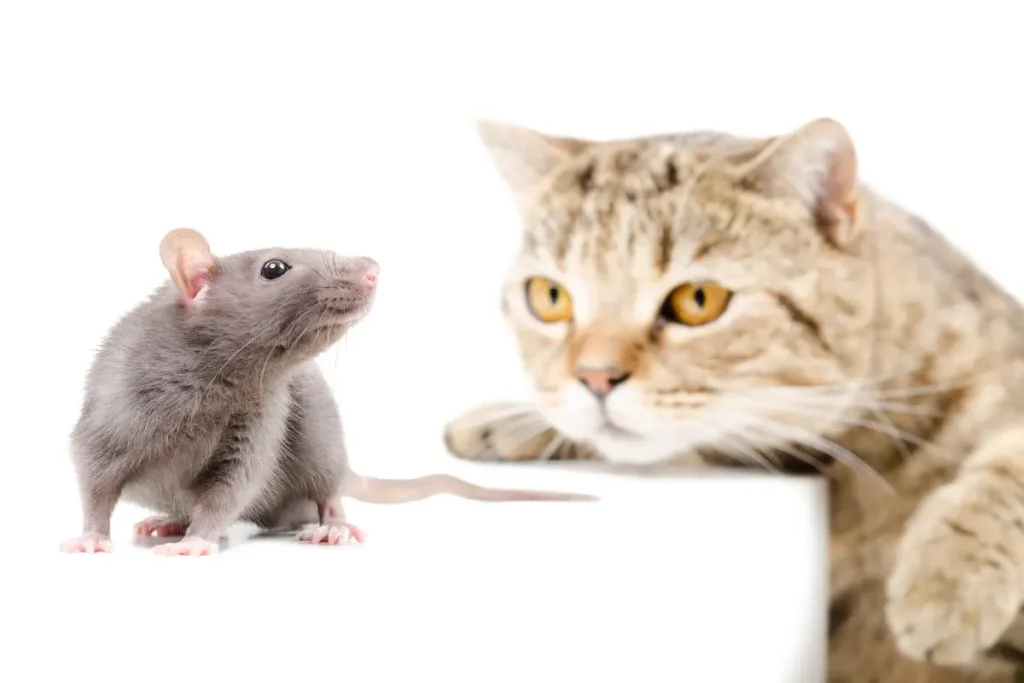 Rats Stay Away From Cats