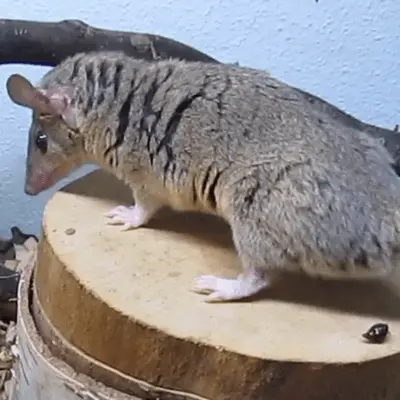 Bare-tailed woolly opossum