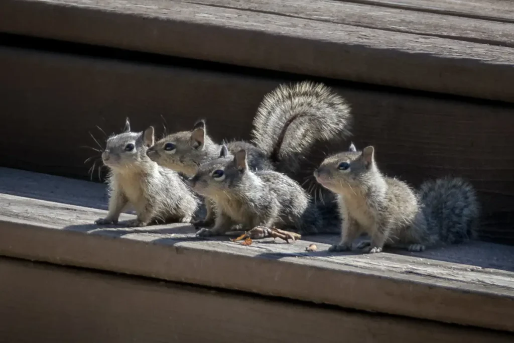 Squirrels