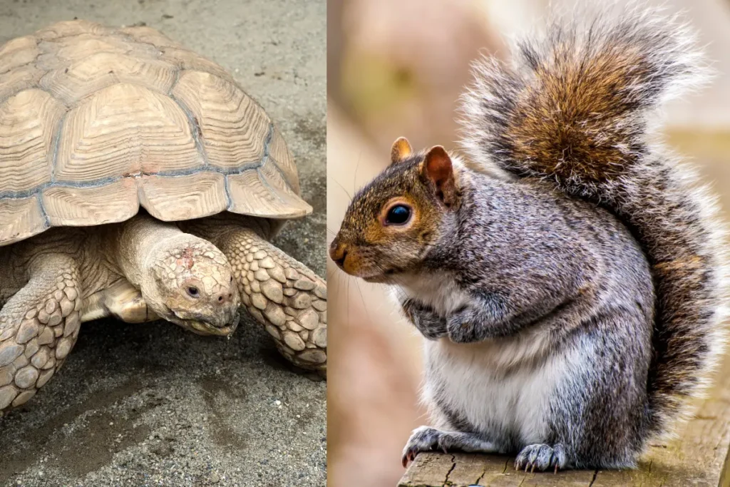Squirrels And Tortoises