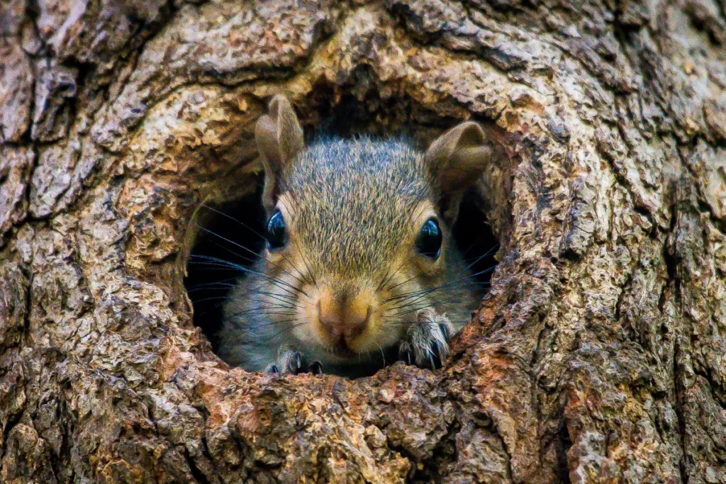 Squirrels Dig Holes In Trees
