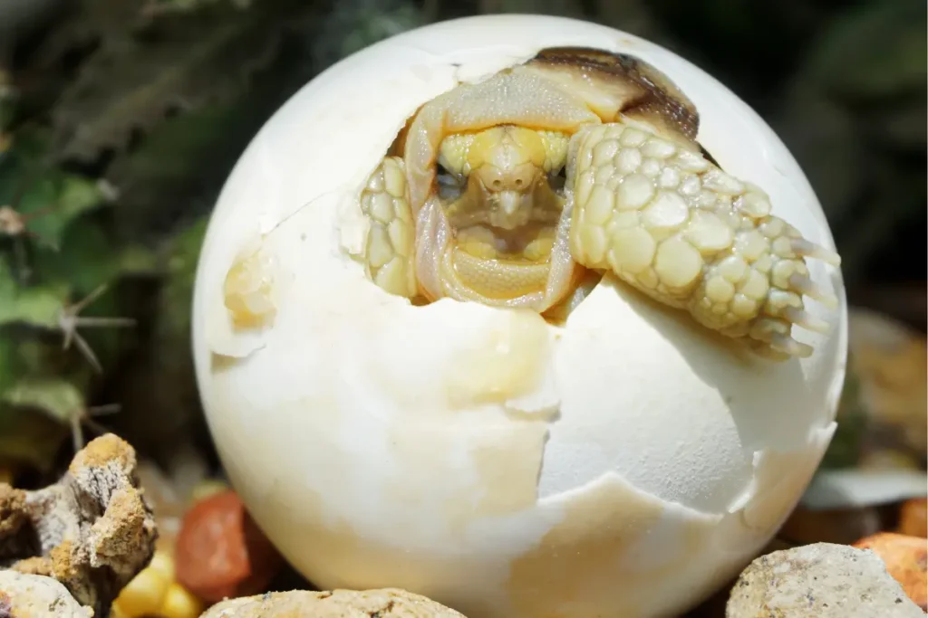 Tortoises Eggs
