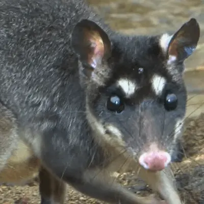Gray Four-eyed Opossum