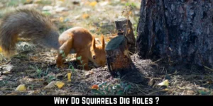 Why Do Squirrels Dig Holes