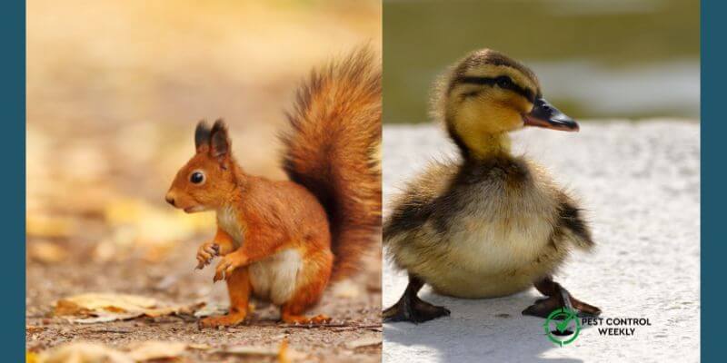 do squirrels kill ducklings
