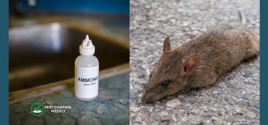 does ammonia kill rats