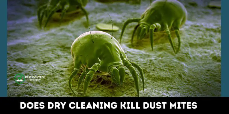does dry cleaning kill dust mites