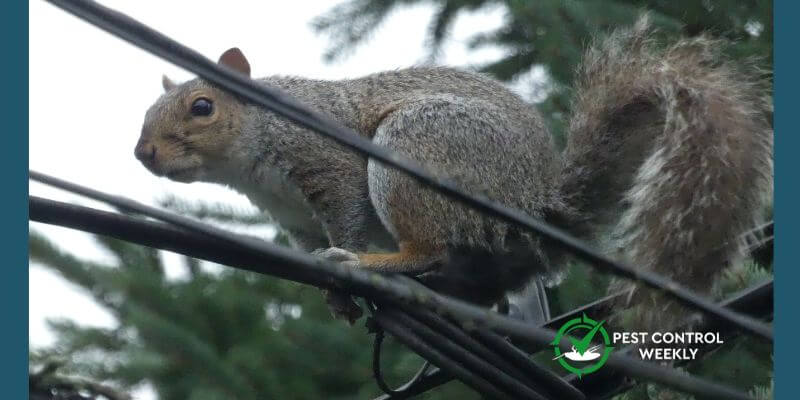 how to stop squirrels from chewing wires