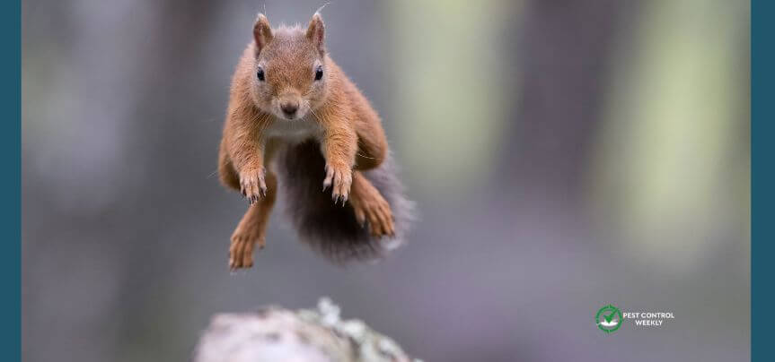 why do squirrels jump in front of cars