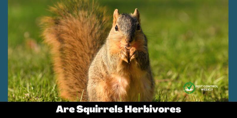 Are Squirrels Herbivores