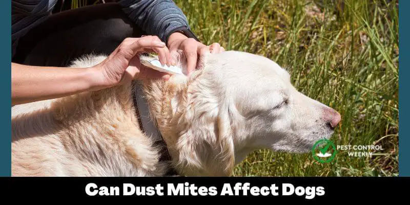 Can Dust Mites Affect Dogs