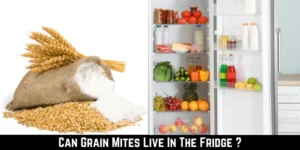 Can Grain Mites Live In The Fridge