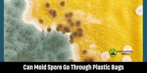 Can Mold Spore Go Through Plastic Bags