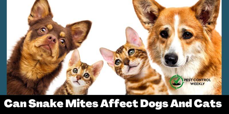 Can Snake Mites Affect Dogs And Cats