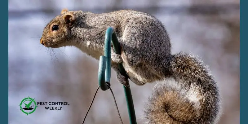 Can Squirrels Climb A Metal Pole