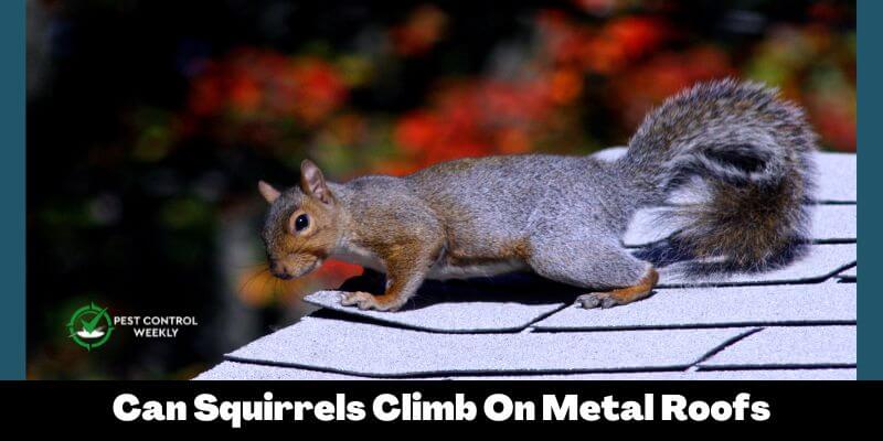Can Squirrels Climb On Metal Roofs