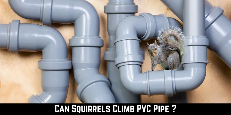 Can Squirrels Climb PVC Pipe