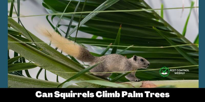 Can Squirrels Climb Palm Trees