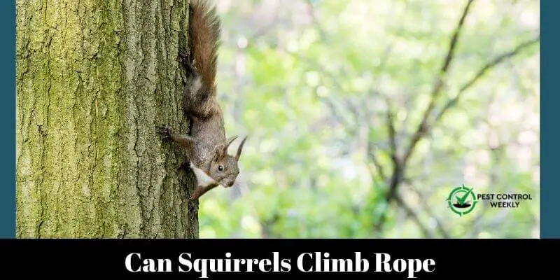 Can Squirrels Climb Rope