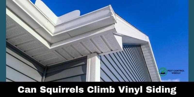 Can Squirrels Climb Vinyl Siding
