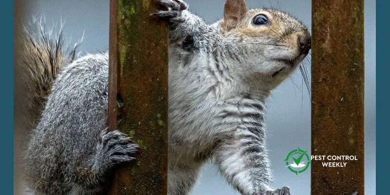 Can Squirrels Climb Windows