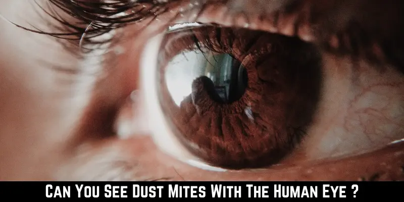 Can You See Dust Mites With The Human Eye