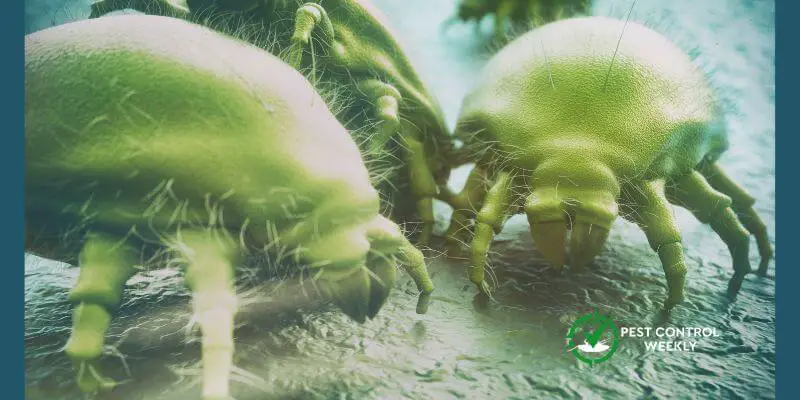 Can You See Dust Mites With The Human Eye