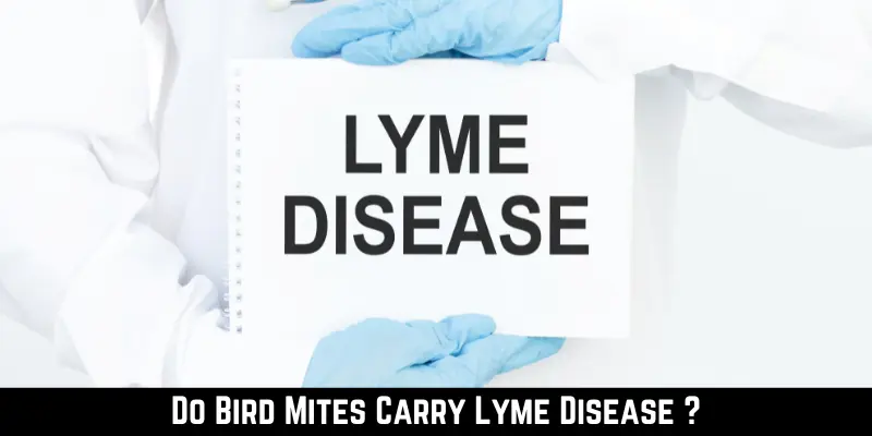 Do Bird Mites Carry Lyme Disease