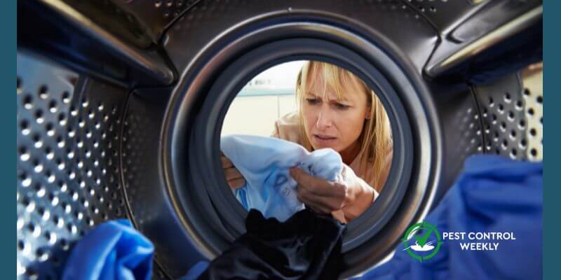 Do Bird Mites Die In The Washing Machine