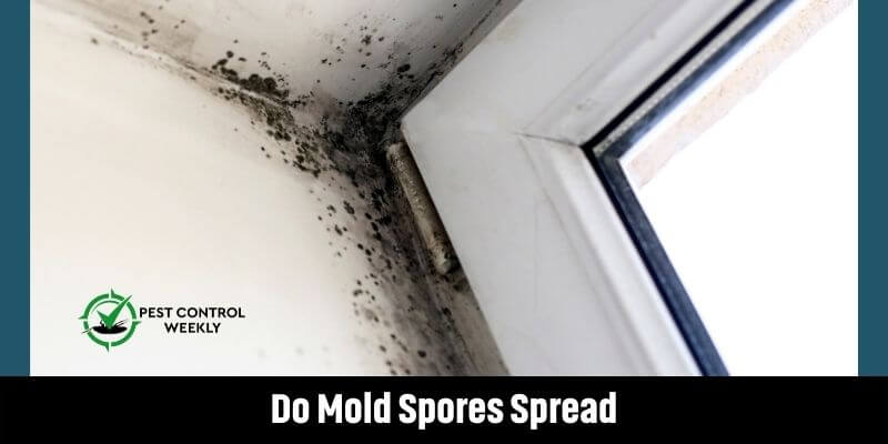 Do Mold Spores Spread
