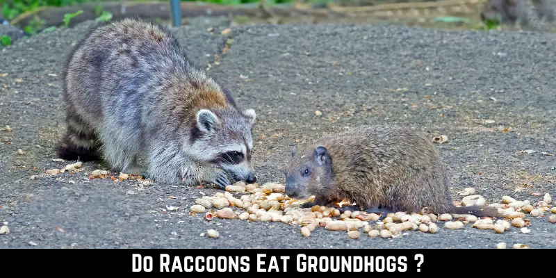 Do Raccoons Eat Groundhogs