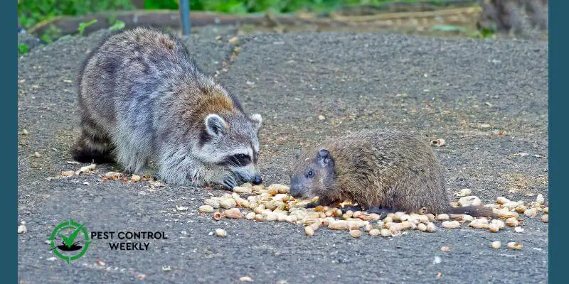Do Raccoons Eat Groundhogs