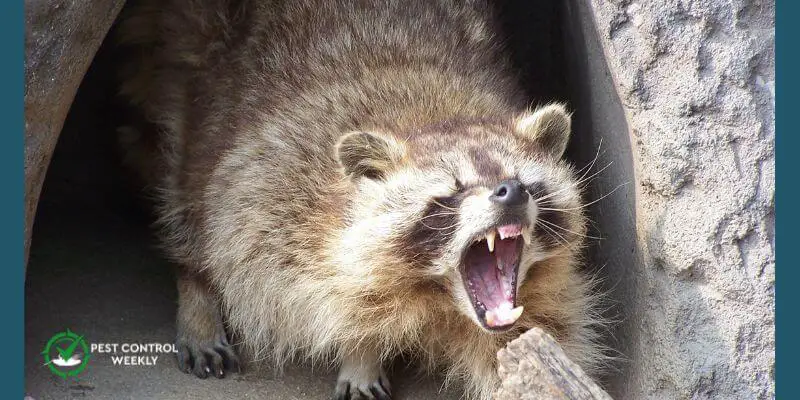 Do Raccoons Live In Sewers