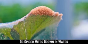 Do Spider Mites Drown In Water