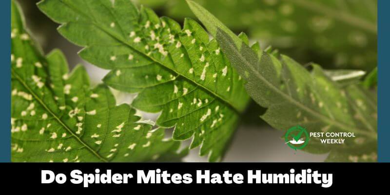 Do Spider Mites Hate Humidity
