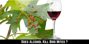 Does Alcohol Kill Bird Mites