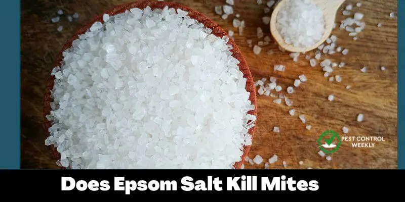 Does Epsom Salt Kill Mites