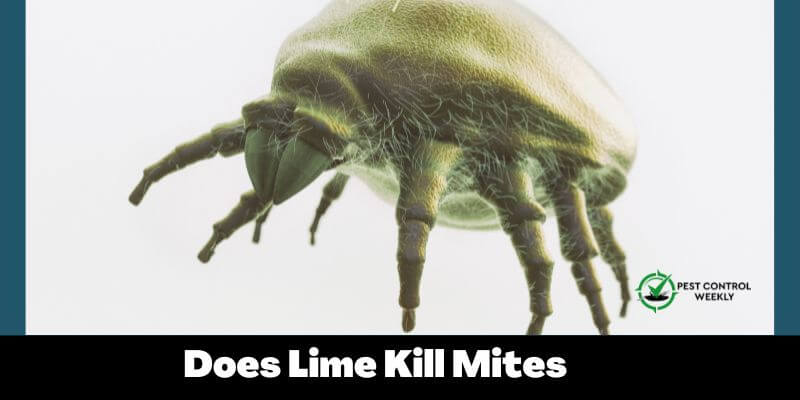 Does Lime Kill Mites