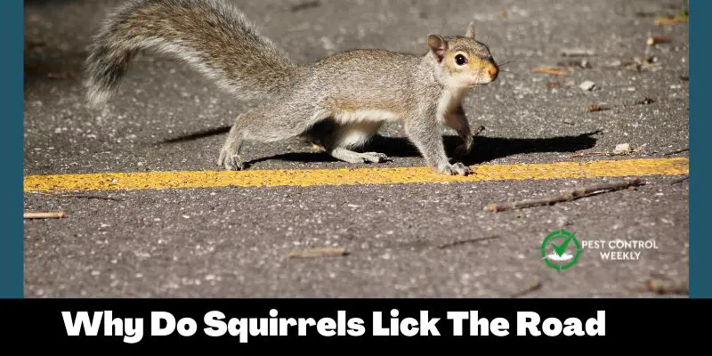 Why Do Squirrels Lick The Road