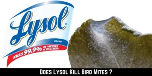 Does Lysol Kill Bird Mites