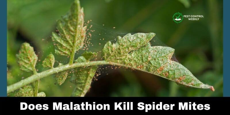 Does Malathion Kill Spider Mites (1)