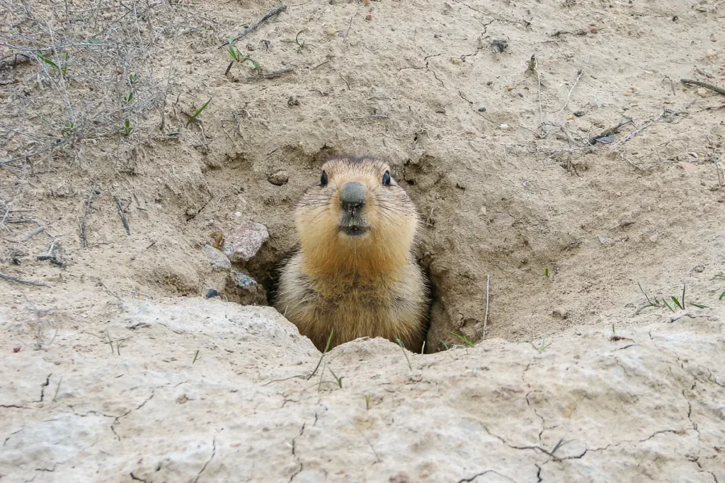 Groundhog holes