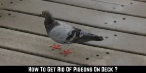 How To Get Rid Of Pigeons On Deck