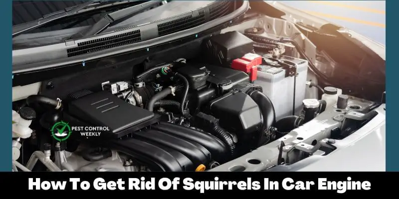 How To Get Rid Of Squirrels In Car Engine